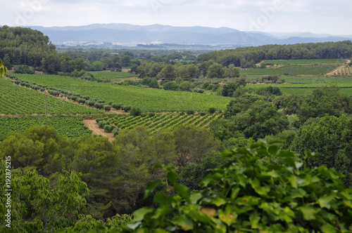 Landscape of vineyards in the Penedes vine zone  Catalonia  Spain.