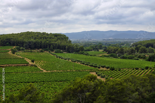 Landscape of vineyards in the Penedes vine zone, Catalonia, Spain. © gadzius