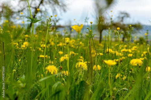 spring meadow with dandelion © eloko67