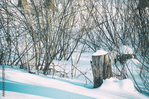 Wallpaper Mural Two stumps in the woods with cap of snow Torontodigital.ca