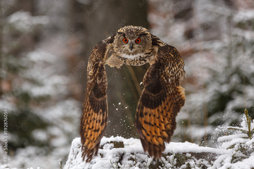 Fototapeta premium Eurasicher Uhu