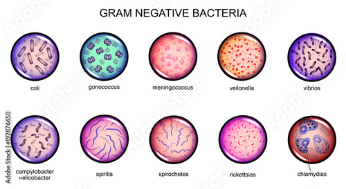 gram negative bacteria photo