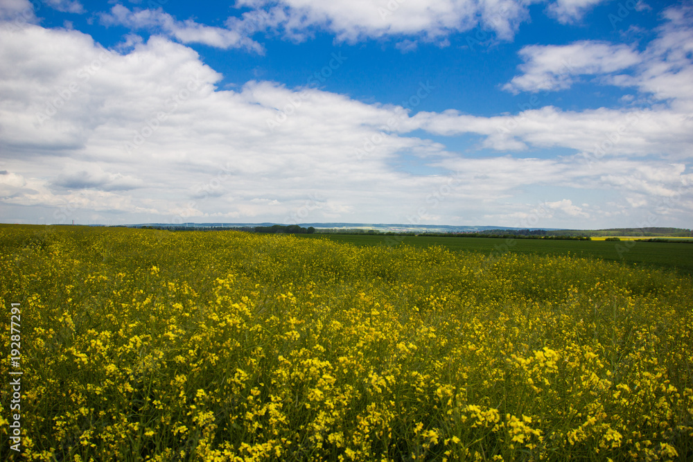 Rapsfeld bei sonnigem Wetter mit Wolken am blauen Himmel