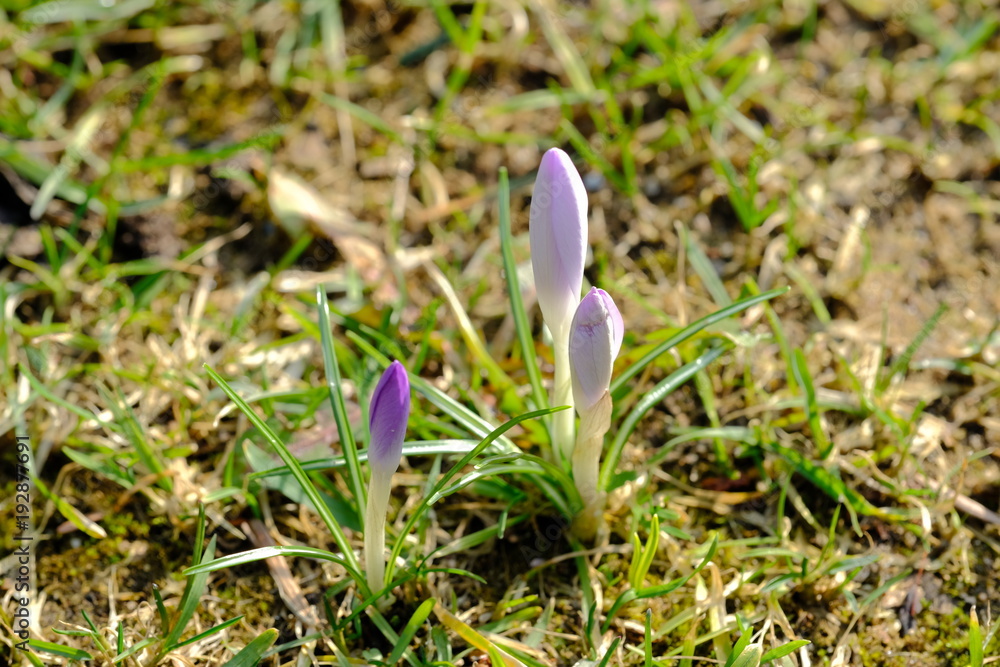 Krokusse blühen am Ende der Winterzeit. Der Frühling kündigt sich an. Krokusse blühen am Ende der Winterzeit. Der Frühling kündigt sich an.
