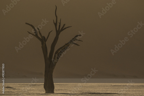 Dead trees in the middle of the namibia desert