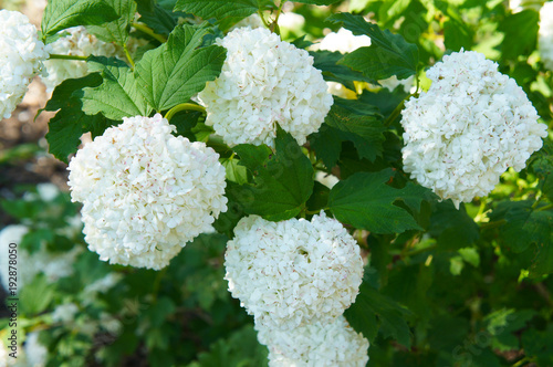 Viburnum opulus roseum or snowball tree white flowers with green foliage
