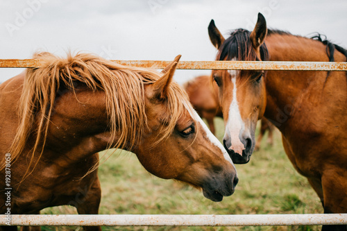 Photography Closeup artistic mood funny portrait of horse at pasture outdoor at nature