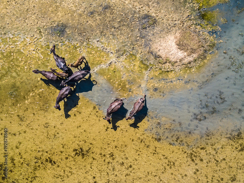 Top view at water buffaloes