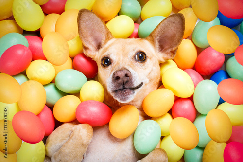 happy easter dog with eggs © Javier brosch