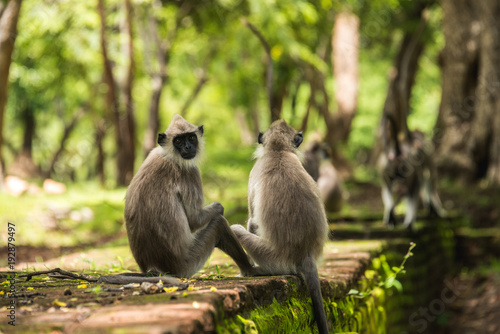 Two Monkeys Sitting One Looking at the Camera