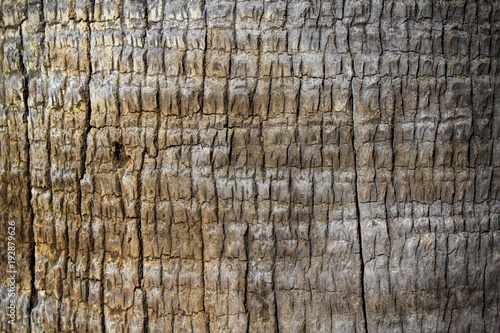 Background texture of tree trunk. Palm tree.