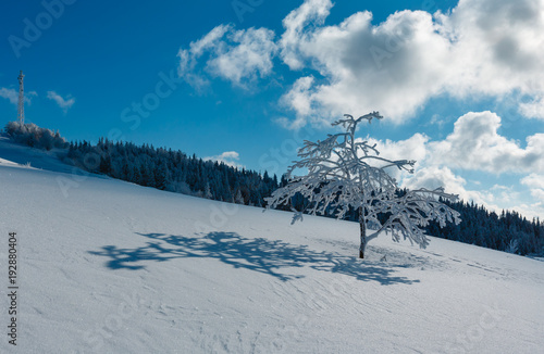 Winter hoar frosting trees,  tower and snowdrifts (Carpathian mountain, Ukraine) © wildman