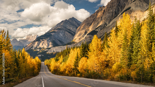 Golden Aspen Autumn colors on the Icefields Parkway - Banff National Park photo
