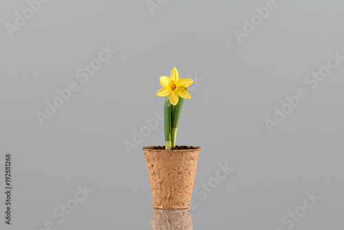 Fototapeta Naklejka Na Ścianę i Meble -  Narcissus flower in a pot isolated on grey background