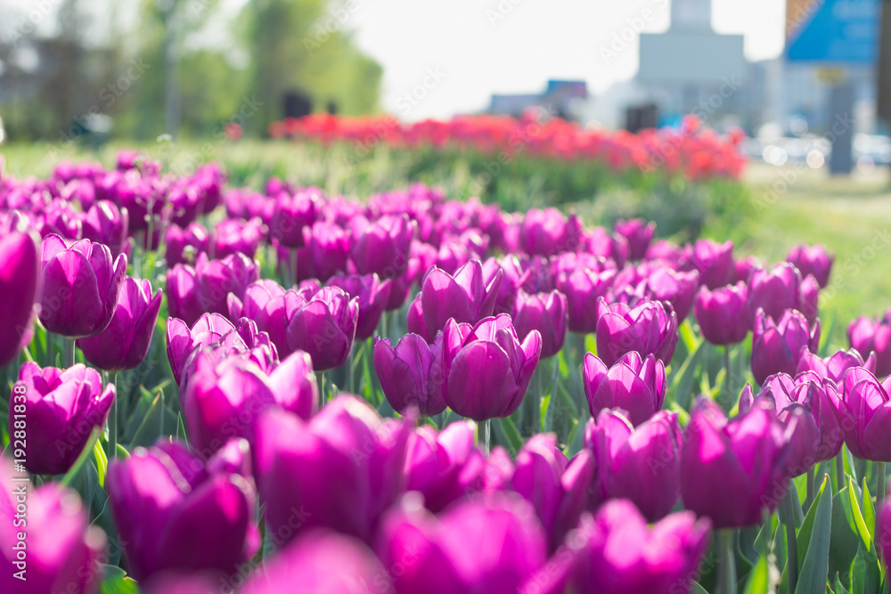 Many bright colourful purple tulips blooming on spring flower garden Many bright colourful purple tulips blooming on spring flower garden