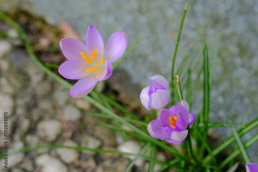 Krokusse blühen am Winterende.