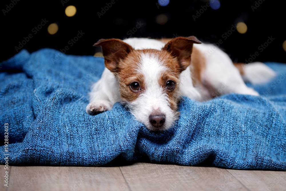 Cute Jack Russell Terrier.The dog on the blanket