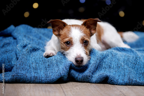 Cute Jack Russell Terrier.The dog on the blanket