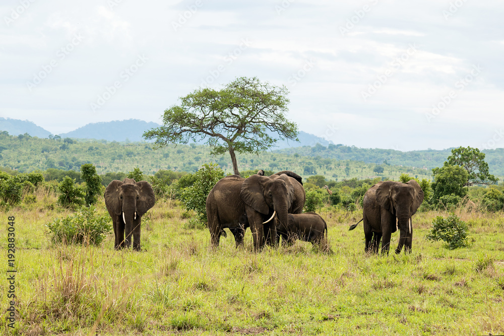 Family of elephants in Mikumi National Park, Tanzania Family of elephants in Mikumi National Park, Tanzania