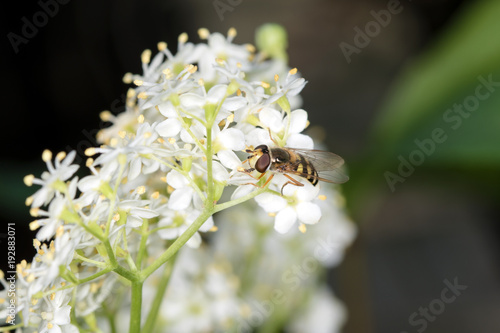 Schwebfliege (Syrphidae) auf der weißen Blüte des Holunders (sambucus nigra) - Nahaufnahme