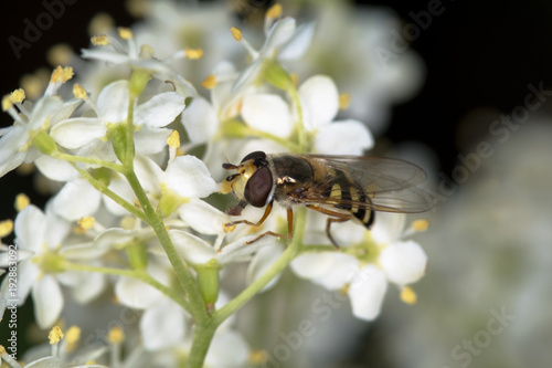 Schwebfliege (Syrphidae) auf der weißen Blüte des Holunders (sambucus nigra) - Nahaufnahme