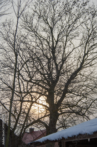 branches of trees in winter, and in the background the setting sun © daily_creativity