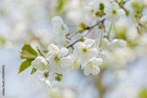 Cherry tree blossom close-up. White cherry flower on natural green and blue background.