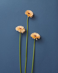 Handdoek met foto Gerbera Drie beige gerbera's op blauw  © artjazz