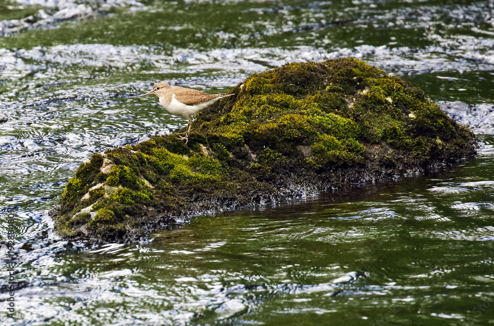 common sandpiper common sandpiper