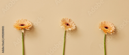 Fresh flowers beige gerbera presented on a beige background. © artjazz