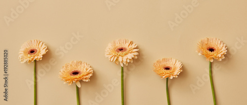 Yellow flowers gerbera on yellow background © artjazz