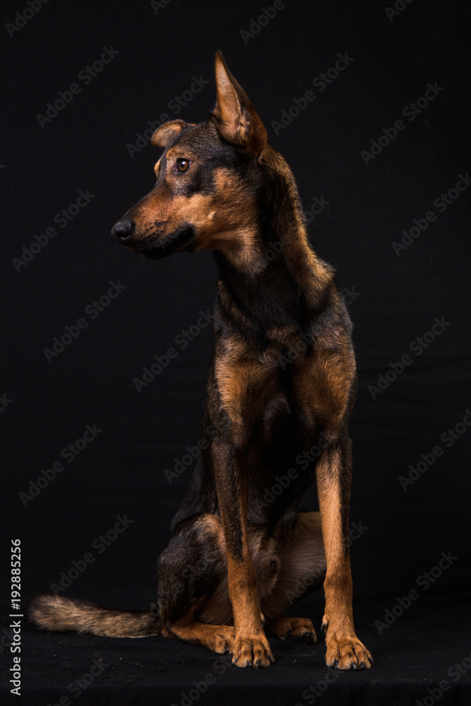Cute black red dog Cute black red dog
