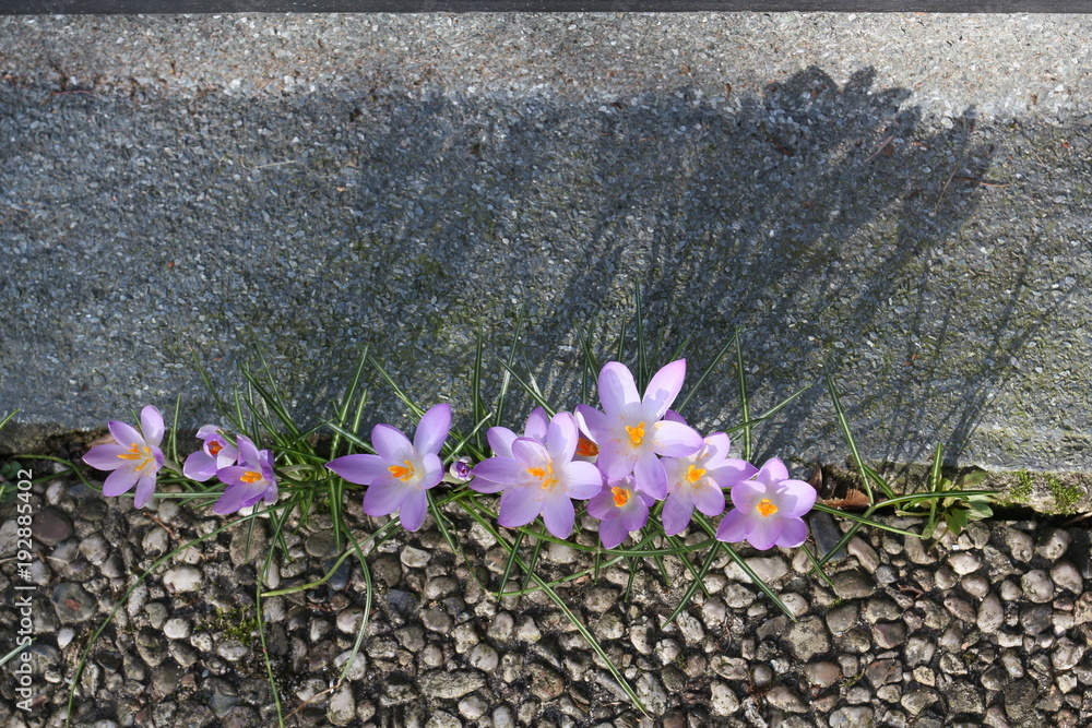 Krokusse am Winterende