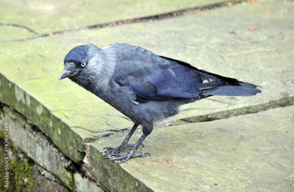 Obraz premium european jackdaw perched on top of a stone wall looking down