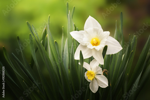 Fototapeta Naklejka Na Ścianę i Meble -  Flowers of daffodils in the garden