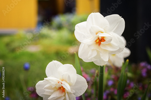Fototapeta Naklejka Na Ścianę i Meble -  Flowers of daffodils in the garden