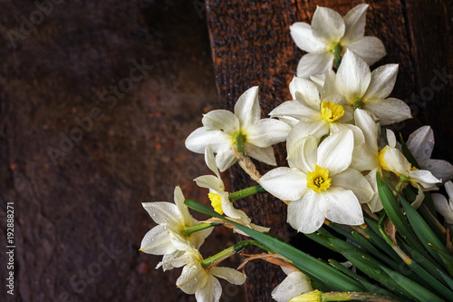 Fototapeta Naklejka Na Ścianę i Meble -  Flowers of daffodils in the garden