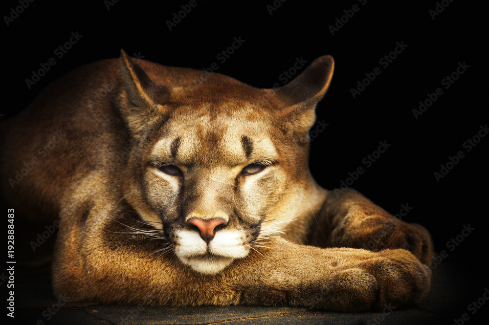 Naklejka premium portret Puma na czarnym tle