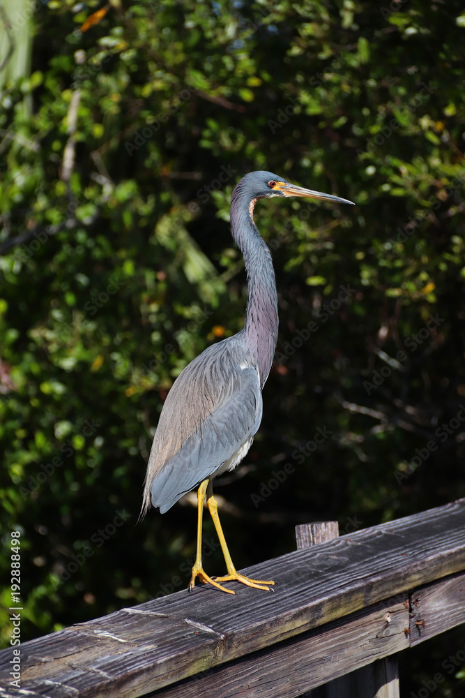 Obraz premium Heron Neck Extended