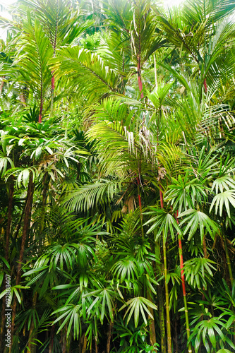 Fototapeta Naklejka Na Ścianę i Meble -  Lush Tropical Foliage
