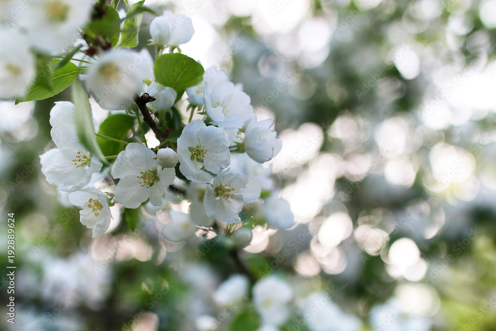 early spring flowering apple tree with bright white flowers early spring flowering apple tree with bright white flowers