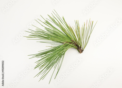 branch of fir-tree is isolated on a white background closeup