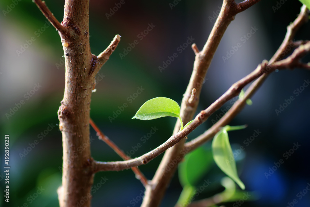 small leaf on a branch small leaf on a branch