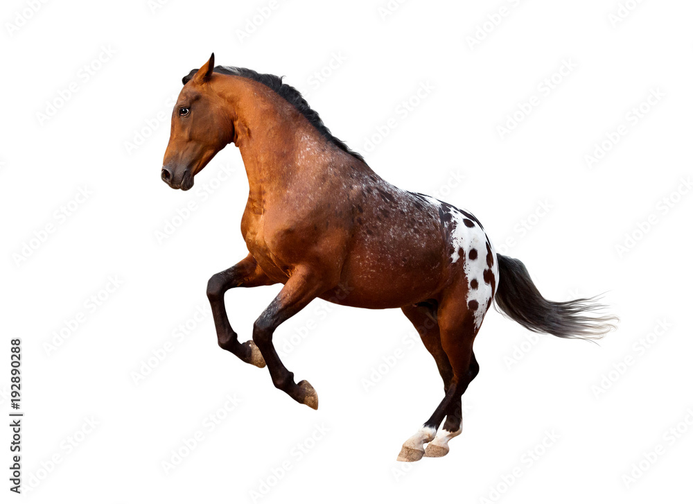 Obraz premium running free appaloosa horse isolated on white background
