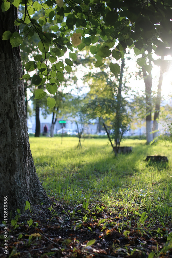 Obraz premium park leaf sun