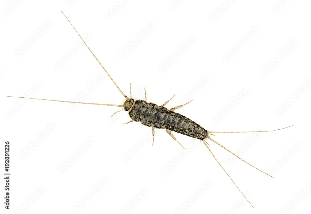 Firebrat (Thermobia domestica), a species of silverfish Firebrat (Thermobia domestica), a species of silverfish