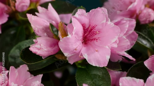 Wallpaper Mural Pink Azalea Flower Blooming Time-Lapse Rododendron Flowering and Opening Torontodigital.ca