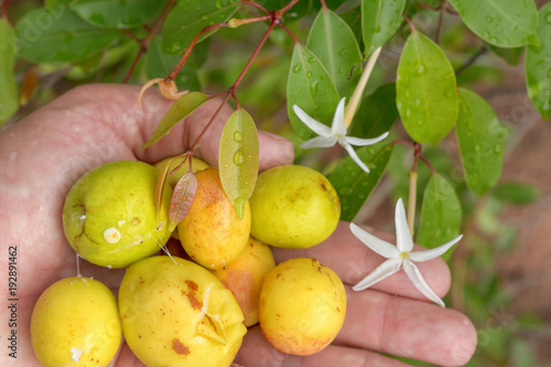 Tropical fruits - speciosa