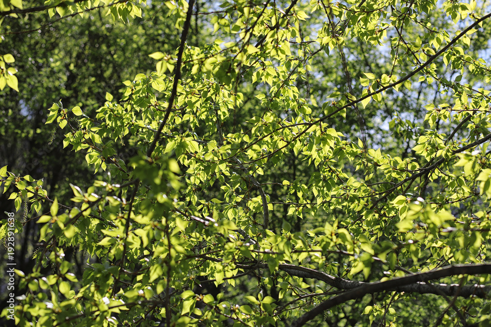 Spring nature. Leaves and bushes with the first green leaves in Spring nature. Leaves and bushes with the first green leaves in