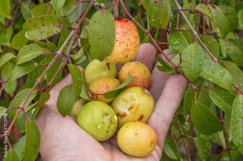 Hancornia speciosa (Mangabas) 